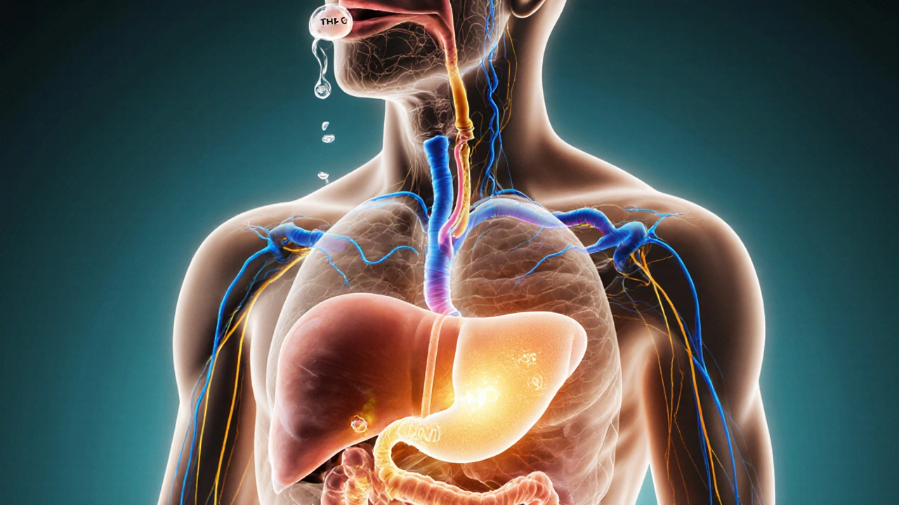 Human body cross-section showing THC absorption through mouth versus digestion, with glowing pathways.