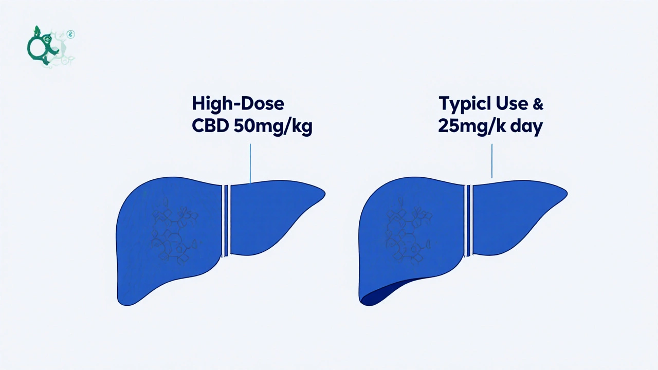 Dvě srovnávací játra: jedno zdravé, jedno s vysokými enzymy při extrémní dávce CBD.