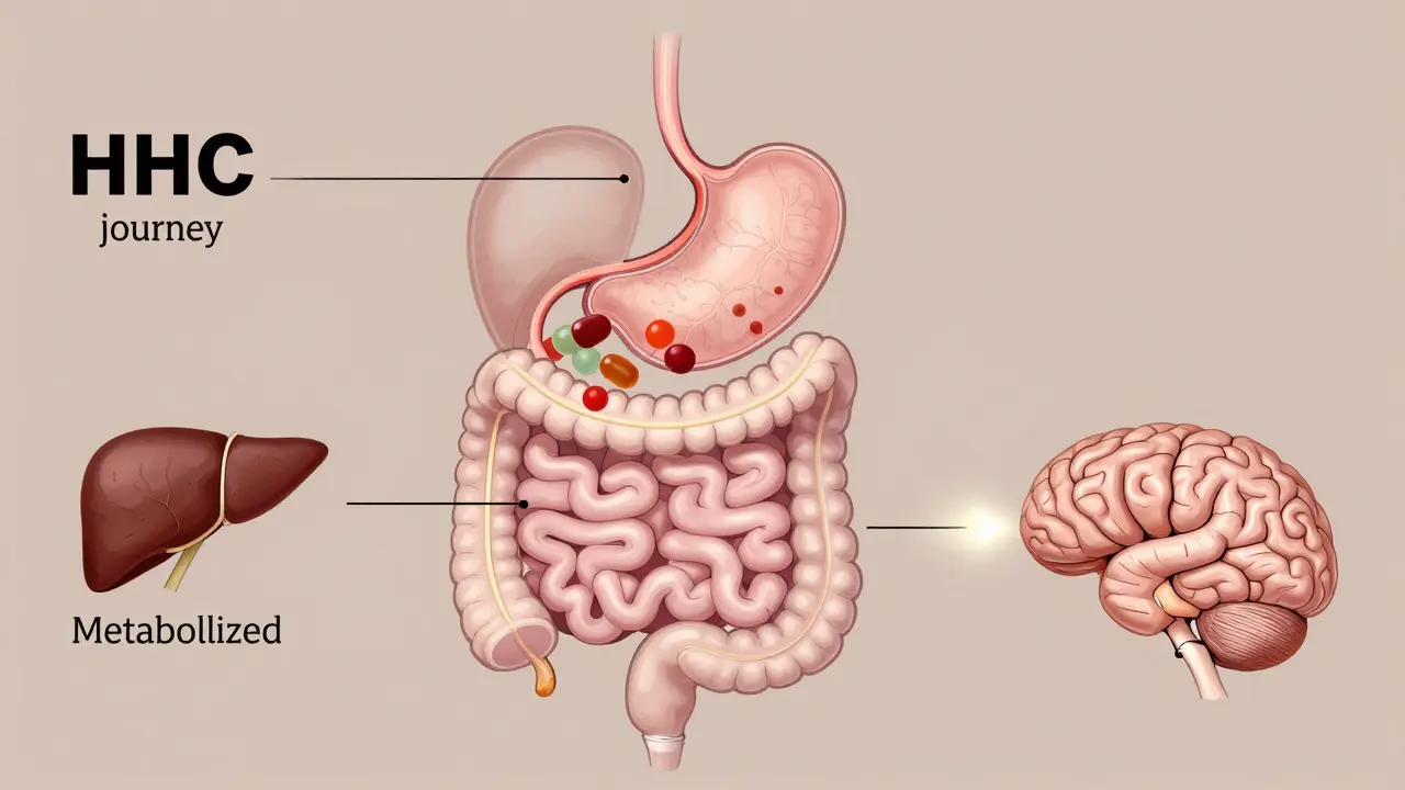 Vnitřní cesta HHC trávicím systémem: žaludek, střevo, játra a mozek s jemným světelným sledem.