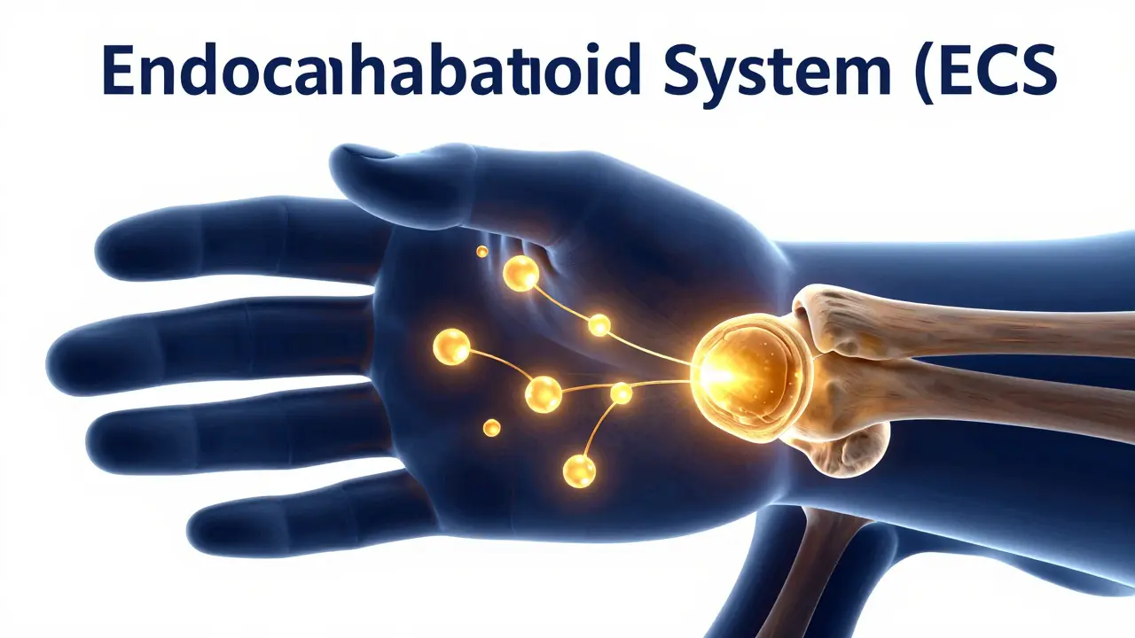 Konceptuální zobrazení působení CBD v tkáni kloubu